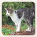 Sök efter tass för katt underlägg Katter