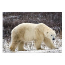 Sök efter ursus posters Arktisk