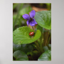 Sök efter ladybugs posters Stegfågel