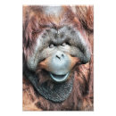 Sök efter orangutans posters Vilda djur