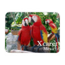 Sök efter macaws magneter För alla