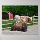 Sök efter texas longhorn Lång
