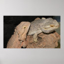 Sök efter dragon posters Ödla