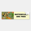 Sök efter tigerswallowtail Natur