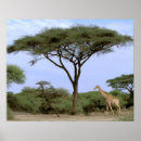 Sök efter okavango posters Safari