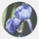 Sök efter skägg fotografi Blommigt