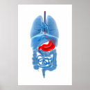Sök efter specificera posters Biomedicalillustrationer