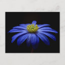 Sök efter gerbera vykort Blomma