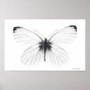 Sök efter svartvit fjäril posters Insekt