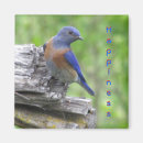 Sök efter sång fågel magneter Fåglar