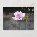 Sök efter magnolia fotografi Blommor