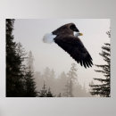 Sök efter nationalskog Vilda djur