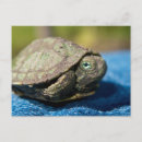 Sök efter hatchling Baby