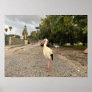 Sök efter stork posters Landskap