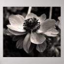 Sök efter floral fotografi Blommigt