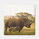 Sök efter rhinos magneter Natur