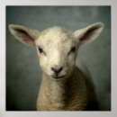Sök efter lambs posters Lamm