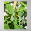 Sök efter ladybugs posters Insekt