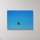 Sök efter volants Djur