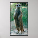 Sök efter suricate Roligt