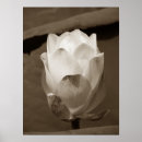 Sök efter lilly posters Lotus