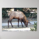 Sök efter elk fotografi Hjort