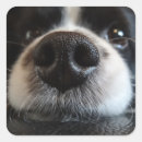 Sök efter collie klistermärken Älskare