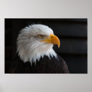 Sök efter örn fotografi Fågel