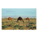 Sök efter sahara posters Kamera