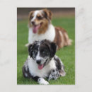Sök efter australian shepherd vykort Husdjur