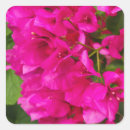 Sök efter bougainvillea klistermärken Flora