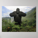 Sök efter schimpans posters Gorilla