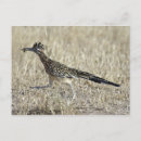 Sök efter fotografera vykort Natur