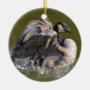 Sök efter kanada gås Waterfowl
