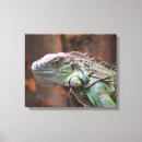 Sök efter ödla canvastryck Iguana