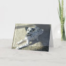 Sök efter dalmation kort Hund
