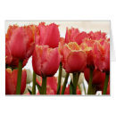 Sök efter för hälsning fotografi kort Tulip