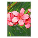 Sök efter rosa plumeria posters Blommor