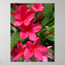 Sök efter fuschia posters Tropisk