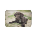 Sök efter chokladlabbvalp Labrador retriever