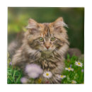 Sök efter maine coon katter fotografi Kattunge