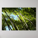 Sök efter bambu posters Fotografi
