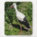 Sök efter stork fotografi Natur