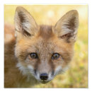 Sök efter cutie posters Natur