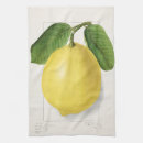 Sök efter limon Botanisk