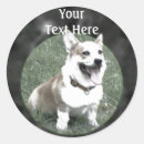 Sök efter corgi fotografi Djur
