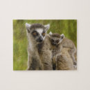 Sök efter catta Lemur