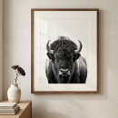 Sök efter bison Buffel
