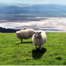 Sök efter welsh kort Promenader