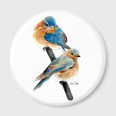 Sök efter bluebirds magneter Människor (allmänt)
